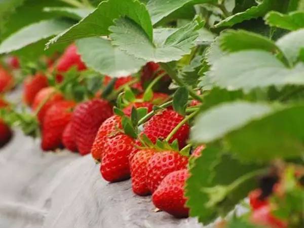 重庆草莓采摘香蕉视频一级片
